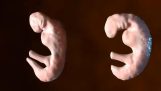 Bir insan ve bir yunusun fetal gelişimi