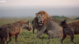 Lion attacked 20 hyenas