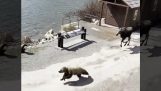 Älg jagar en björn