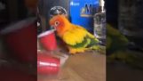 Papoušek a sklo