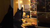 狗和燈