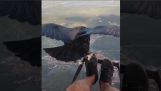 Voando com um abutre