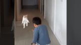 Игра в прятки с кошкой