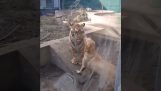 куче, лъв и тигър играят заедно