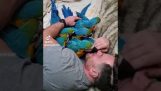 Uspání papoušků