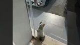 Eine Katze sucht eine Klimaanlage