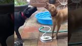 De honden spelen met hun nieuwe speeltje