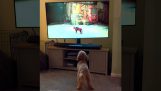 Hunden ser en katt i ett videospel