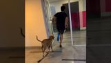 Ein Hund ahmt seinen Herrn nach