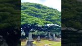Valtava puu hautausmaalla