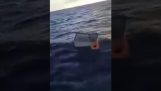 Jääkaapissa haaksirikkoutunut laiva pelastuu 11 päivän Atlantin valtamerellä