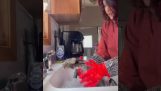 La mauvaise façon de laver un chat