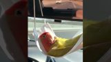 Parrot relaxes in a hammock