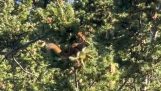 Veverička hádzajúca šišky na verandu