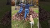 Lidé, psi, a podzimní listí