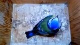 Malá modrá volavka si stavia hniezdo