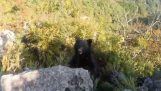 Medvěd útočí na horolezce