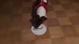 כלב מנסה סורסטרומינג בפעם הראשונה