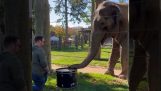 El elefante y el tambor