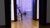 Како да збуни мачку