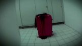 Kadaver i koffert