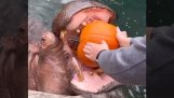 The hippopotamus and the pumpkins