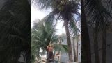 Die Kokosnuss-Ernte (Fail)