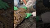 Alligator im Bauch einer Python
