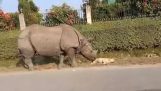 Rhino skremmer en hund
