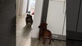 Две кучета играят на криеница