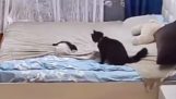 子猫がめちゃくちゃにしたベッドを母猫が作り直す