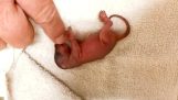 Redningen av et nyfødt ekorn