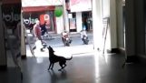 Куче играе с балон