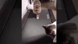 A cat discovers the treadmill