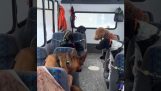 Autobus scolaire pour chiens