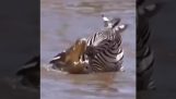 Ein Zebra kämpft mit Krokodilen