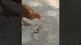 ไก่ ingests งูเห่าขนาดเล็ก