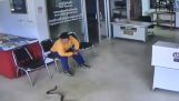 Snake går in polisstationen och angriper man (Thailand)