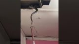You have some snakes in your ceiling