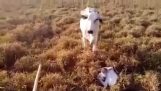Donkey protege um agricultor de uma vaca