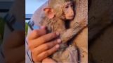 El rescate de un pequeño mono