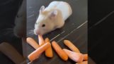 Hamsteren og gulrøttene