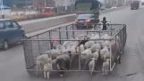 Пастир с най-новите технологии