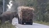 Slon okrádá náklaďáky s cukrovou třtinou