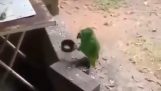 Papuga na strajku