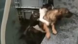 Пас чува мачку из воде