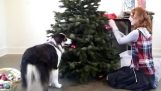 A dog decorates the Christmas tree