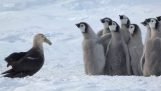 Små pingviner som sparats av en oväntad hjälte