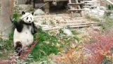 El Kung Fu Panda, de hecho,