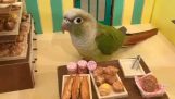 Bakkerij voor papegaaien